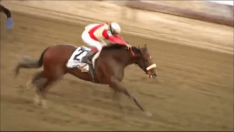 estoturf horse racing